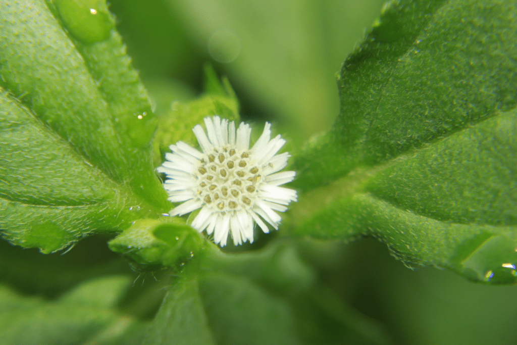 What is false daisy