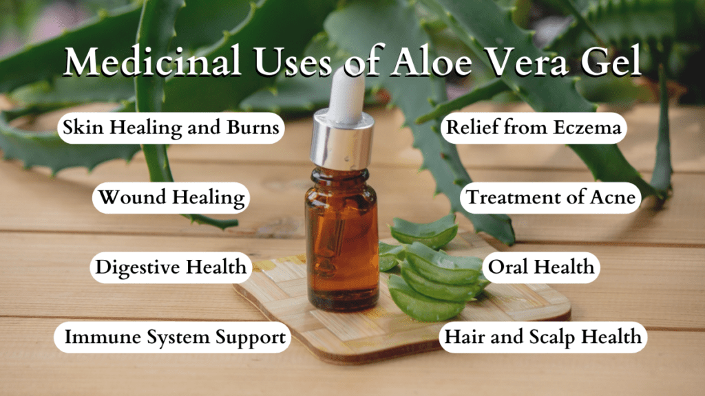 Aloe Vera for hair growth: Medicinal uses of Aloe Vera gel