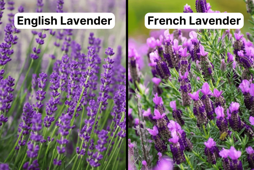 English lavender vs French lavender